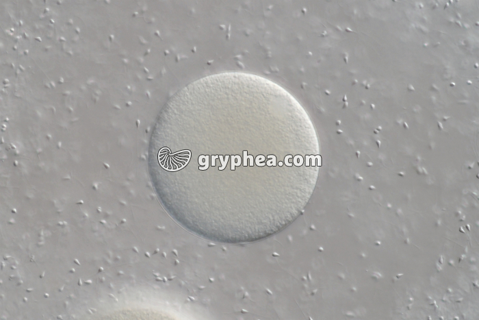 Fécondation chez l'Oursin x100 - gryphea.org